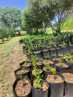 Pomegranate Wonderful fruit trees for sale#