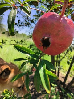 Pomegranate Wonderful fruit trees for sale#