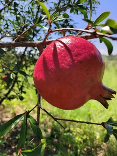 Pomegranate Wonderful fruit trees for sale#