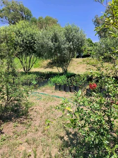 Pomegranate Wonderful fruit trees for sale#