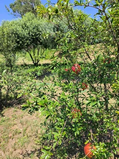 Pomegranate Wonderful fruit trees for sale#