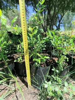 Pomegranate Wonderful fruit trees for sale#