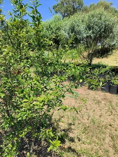 Pomegranate Wonderful fruit trees for sale#