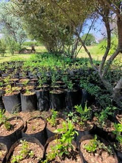 Pomegranate Wonderful fruit trees for sale#