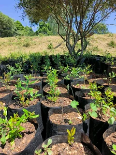 Pomegranate Wonderful fruit trees for sale#