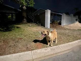 House, Pet &amp; Plant sitting