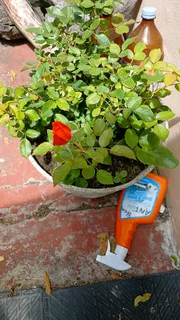 House, Pet &amp; Plant sitting