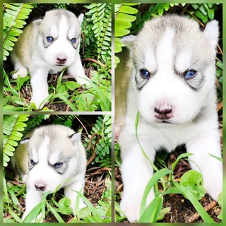 Siberian Husky Puppies