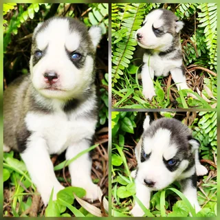 Siberian Husky Puppies