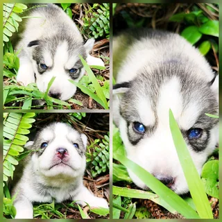 Siberian Husky Puppies