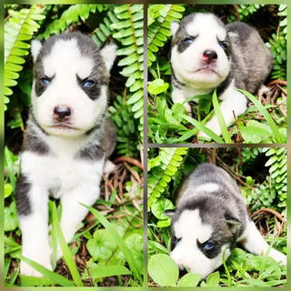 Siberian Husky Puppies