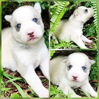 Siberian Husky Puppies