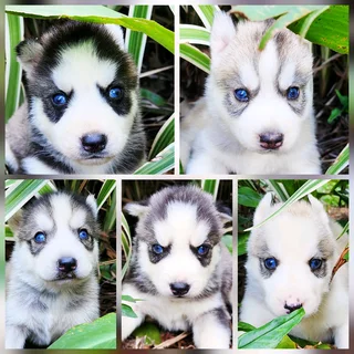 Siberian Husky Puppies