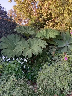 Gunnera Manicata Plant