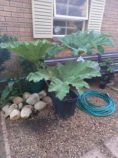 Gunnera Manicata Plant