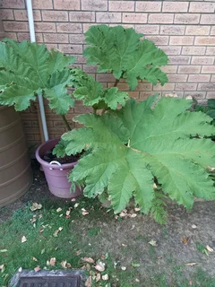 Gunnera Manicata Plant