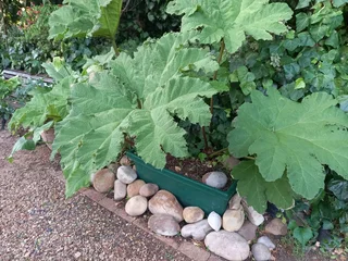Gunnera Manicata Plant