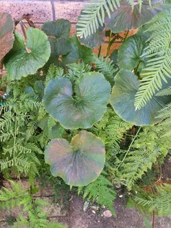 Gunnera Manicata Plant