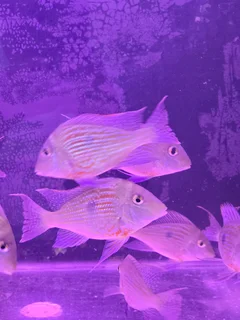 Geophagus Sveni 12-13cm for sale
