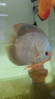 Discus 13-15cm for sale
