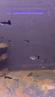 Black moscow guppies for sale