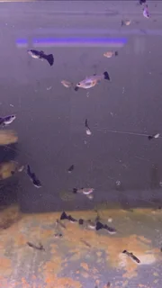 Black moscow guppies for sale