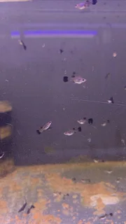 Black moscow guppies for sale