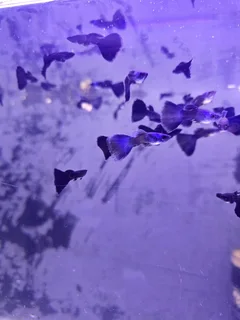 Black and Blue Moscow Guppies for sale