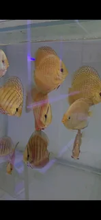 9-10cm discus assorted colors