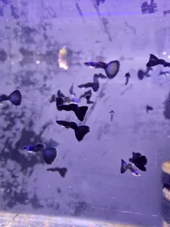 Moscow guppies for sale