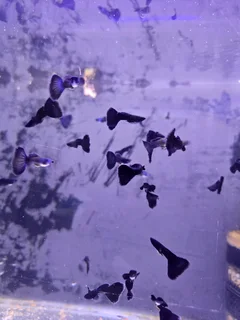 Moscow guppies for sale