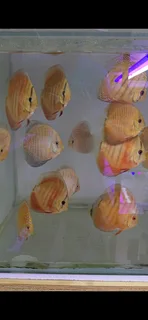 Discus fish 8-9cm