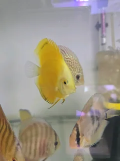 6-7cm discus for sale