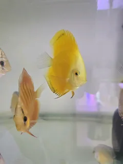 6-7cm discus for sale
