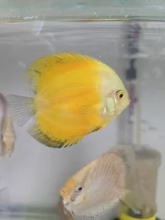 6-7cm discus for sale
