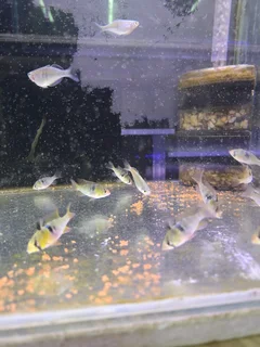 Bosemani Rainbow Fish