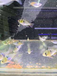 German Blue rams
