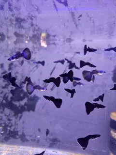 Black and Blue Moscow Guppies