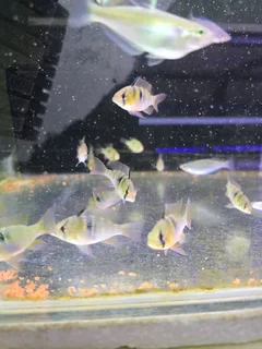 German Blue Rams