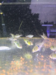 German Blue Rams