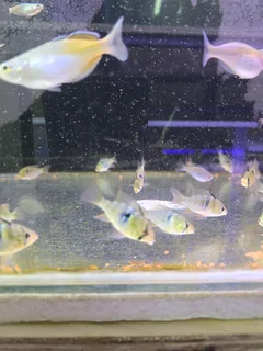 German Blue Rams