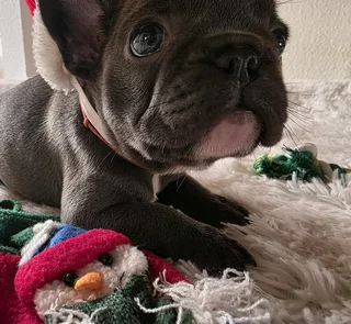 Kusa Registered French Bulldog Puppies