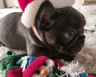 KUSA REGISTERED FRENCH BULLDOG PUPPIES