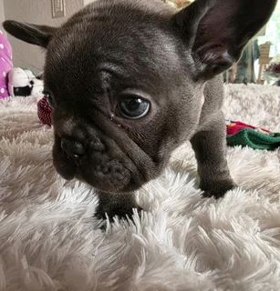 KUSA REGISTERED FRENCH BULLDOG PUPPIES