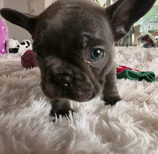 KUSA REGISTERED FRENCH BULLDOG PUPPIES