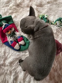 KUSA REGISTERED FRENCH BULLDOG PUPPIES