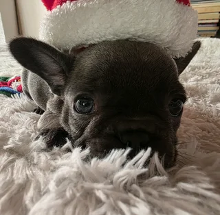 KUSA REGISTERED FRENCH BULLDOG PUPPIES