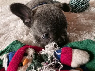 KUSA REGISTERED FRENCH BULLDOG PUPPIES