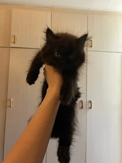 Persian kittens for sale