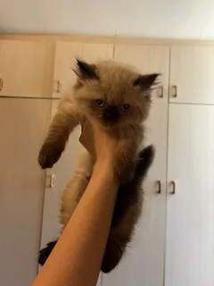 Persian kittens for sale